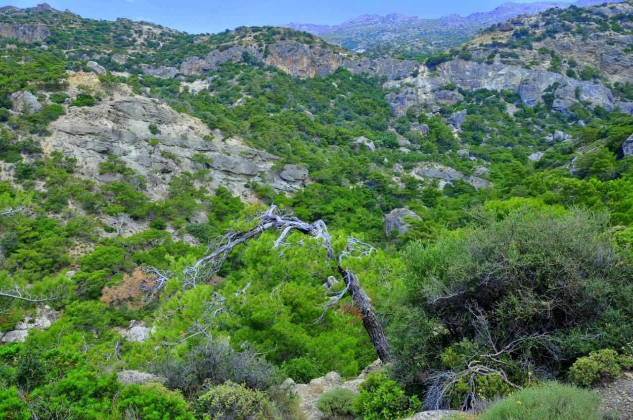 Villa Kalliopi Κουτσουνάρι Εξωτερικό φωτογραφία